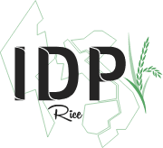 IDP Rice